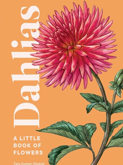Dahlias